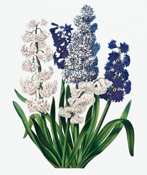 Vintage Hyacinths illustration - 1199375