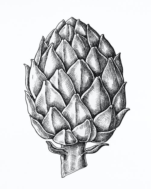 Hand drawn fresh artichoke in black and white - 1200296