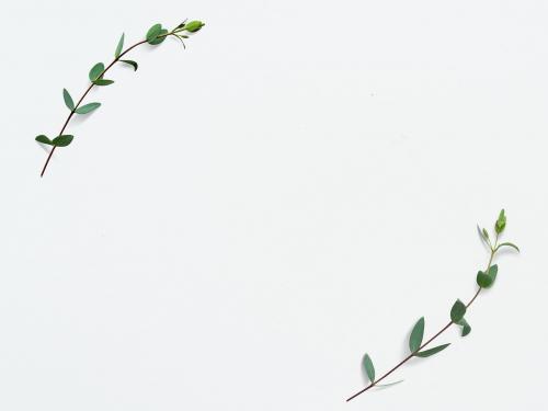 Green leaf frame on white background - 1201846