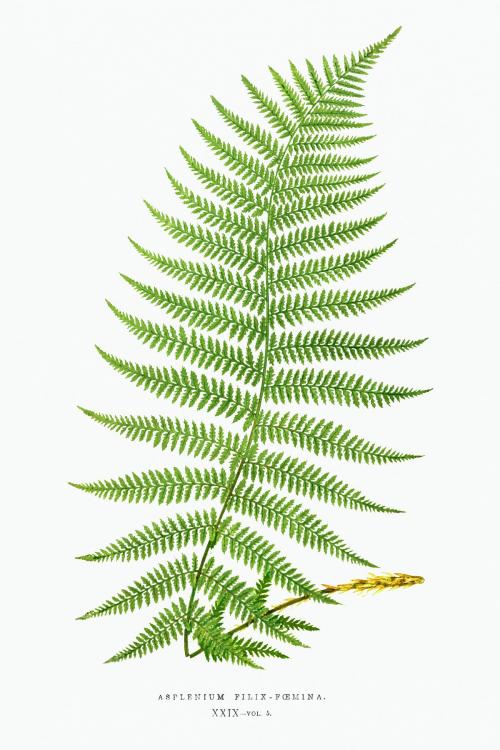 Athyrium Filix–Femina (Lady Fern) vintage illustration mockup - 2095452