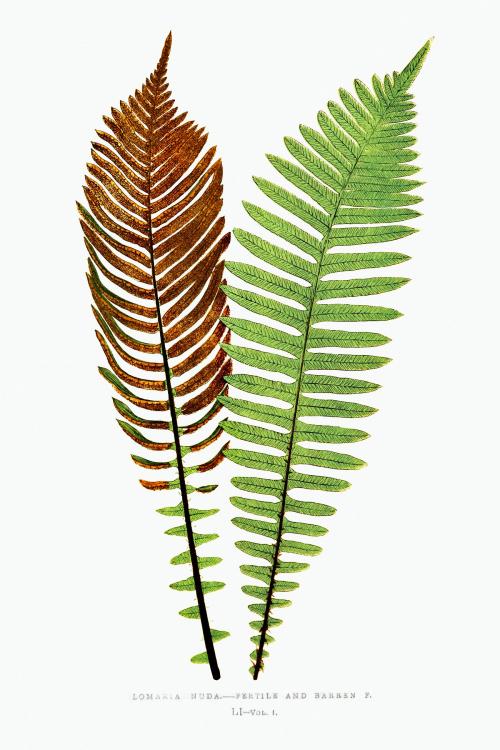 Lomaria Nuda. (Fishbone Waterfern)–Fertile and Barren F. vintage illustration mockup - 2095730