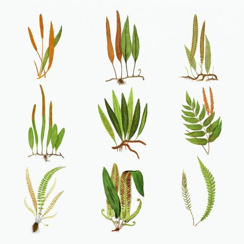 Set of ferns vintage illustration mockup - 2096210