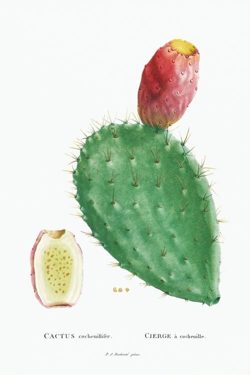 Cactus Cochenillifer illustration poster mockup - 2096262