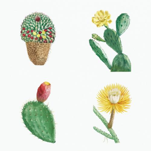 Set of succulents and cacti illustration - 2108111