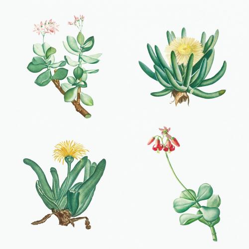 Set of succulents and cacti illustration - 2108129