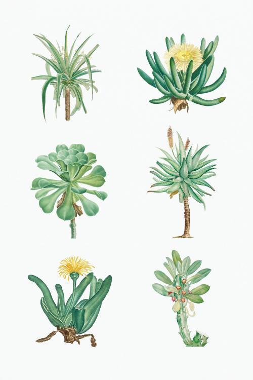 Set of succulents and cacti illustration - 2108177