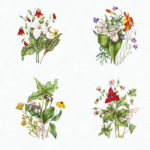 Set of antique Canadian wild flowers illustration - 2108362