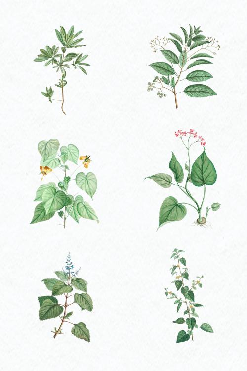 Hand drawn green plant set illustration - 2110268