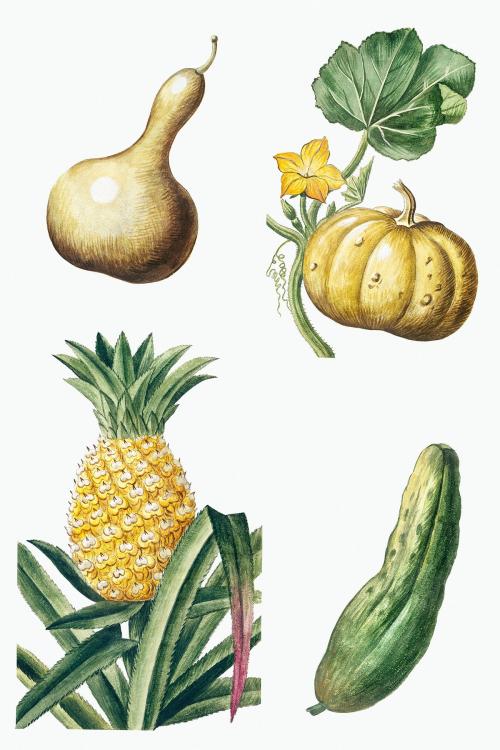 Mixed pumpkin pineapple squash and bitter gourd illustration - 2110418