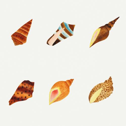 Sea shell set vintage illustration - 2208566