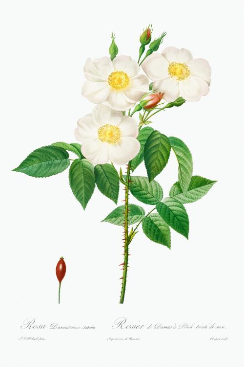 Rosa Damascena, subalba illustration poster mockup - 2223371