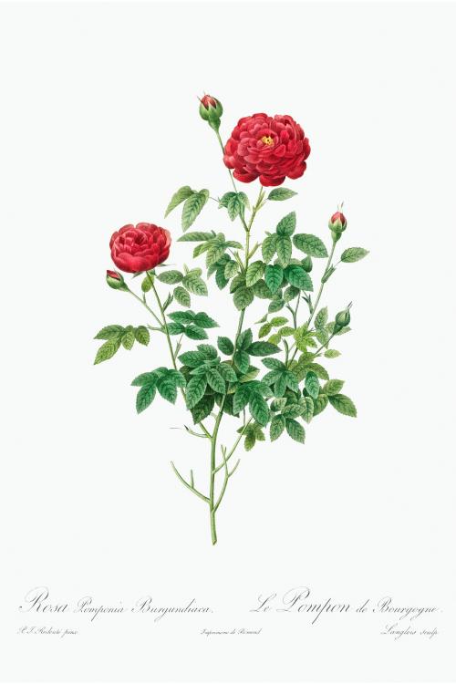 Pompon rose illustration poster mockup - 2224105