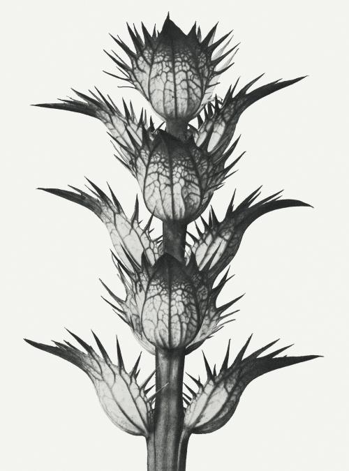 Black and white Acanthus mollis (bear's breeches) enlarged 4 times - 2224304