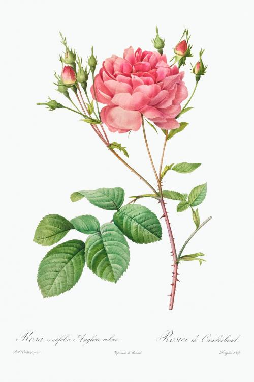 Rosa Centifolia Anglica Rubra illustration poster mockup - 2226751