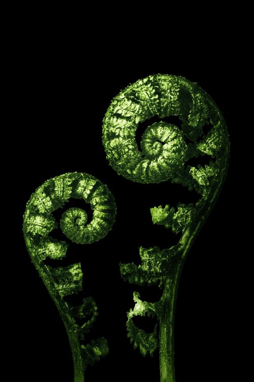 Green Aspidium Filix Mas (Shield Fern Fronds) enlarged 4 times on black background - 2226785