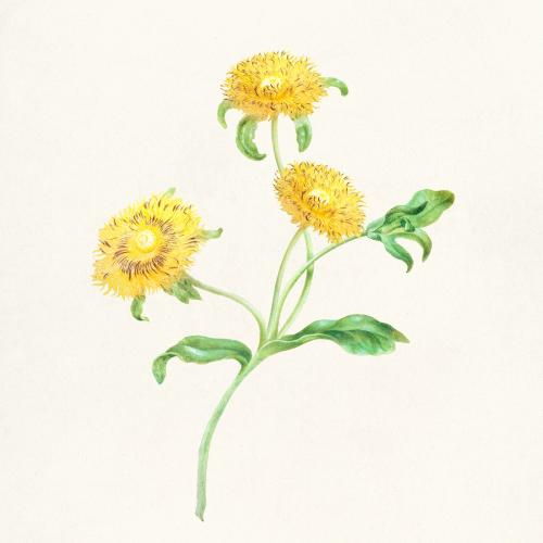 Three yellow flowers botanical illustration template - 2248137