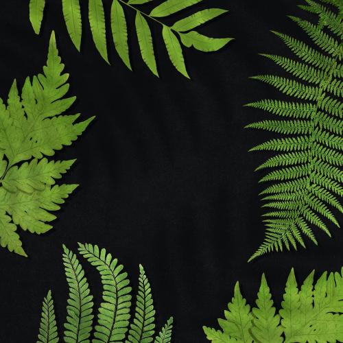 Frame of fern leaves background - 2251102