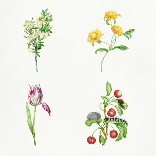 Mixed flowers vintage illustration set template - 2251603