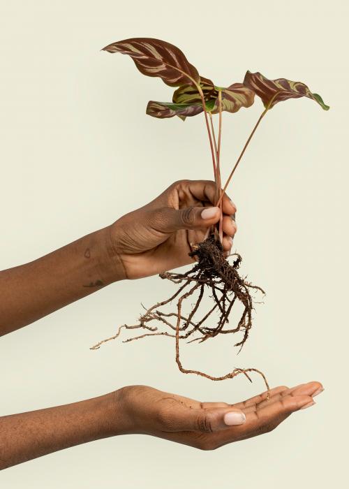 Hand holding a peacock plant mockup - 2274546