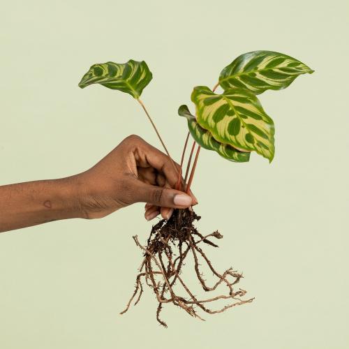 Hand holding a peacock plant mockup - 2274736