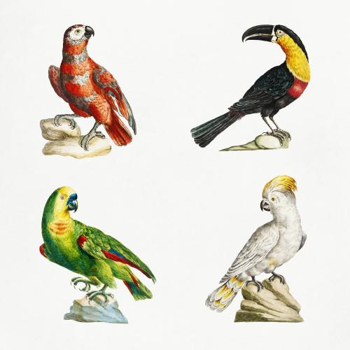 Vintage exotic bird illustrations set - 2275002