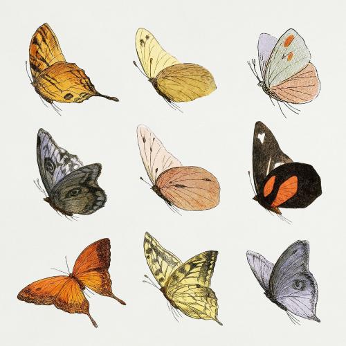 Vintage butterfly illustrations set - 2276173