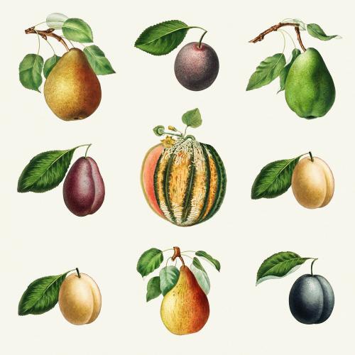 Set of melon, pears and plums vintage illustration - 2276771