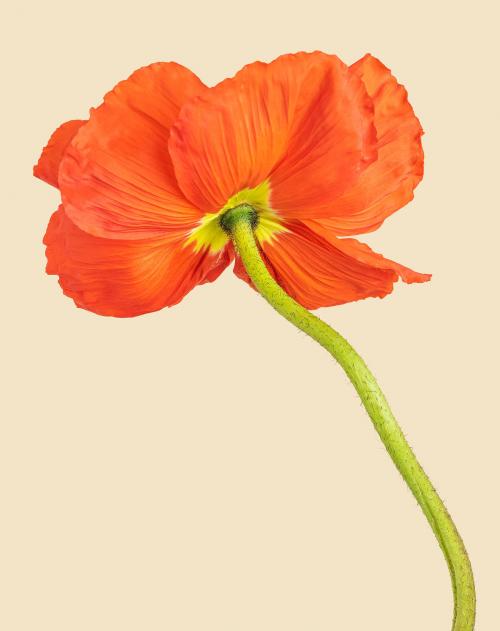 Close up of red poppy flower on beige background mockup - 2278197