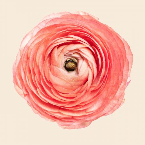 Blooming pink ranunculus flower - 2278257