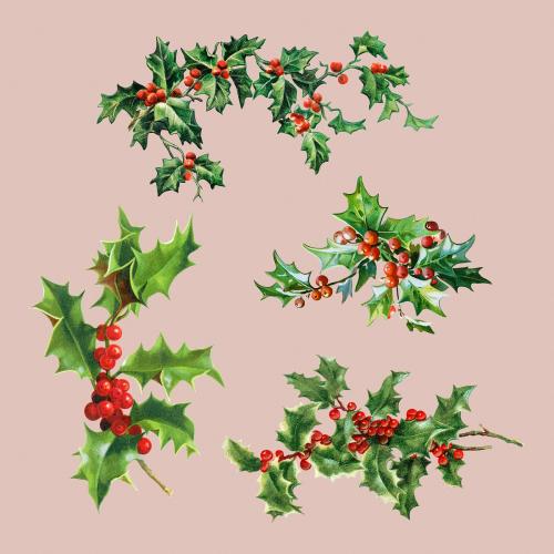 Festive holly leaves set illustration - 1232775