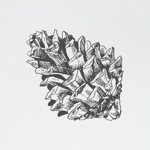 Hand drawn conifer cone element illustration - 2023560