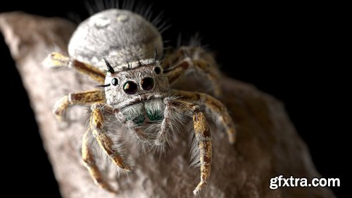 Gnomon Workshop - Modeling and Rendering a Realistic Jumping Spider - Eric Keller