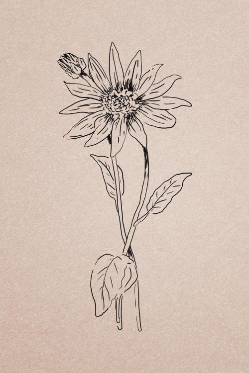 Hand drawn coneflower illustration - 2042125