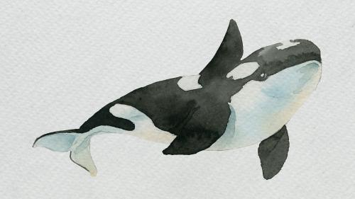 Watercolor painted killer whale on white canvas template - 2045398
