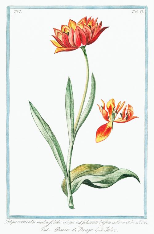 Multicolored Tulip flower illustration - 2054861