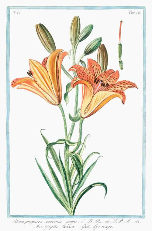 Orange Lily illustration - 2055199