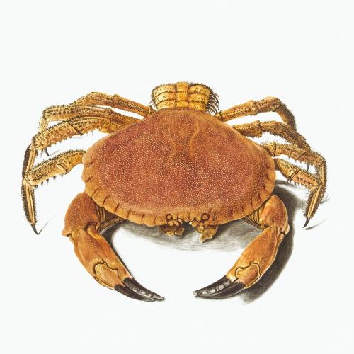 Vintage crab illustration - 2088674