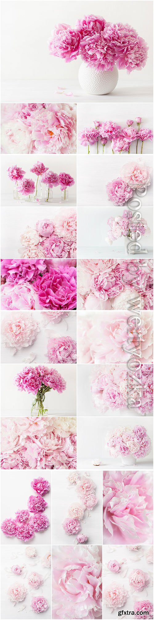 Beautiful peonies beautiful stock photo