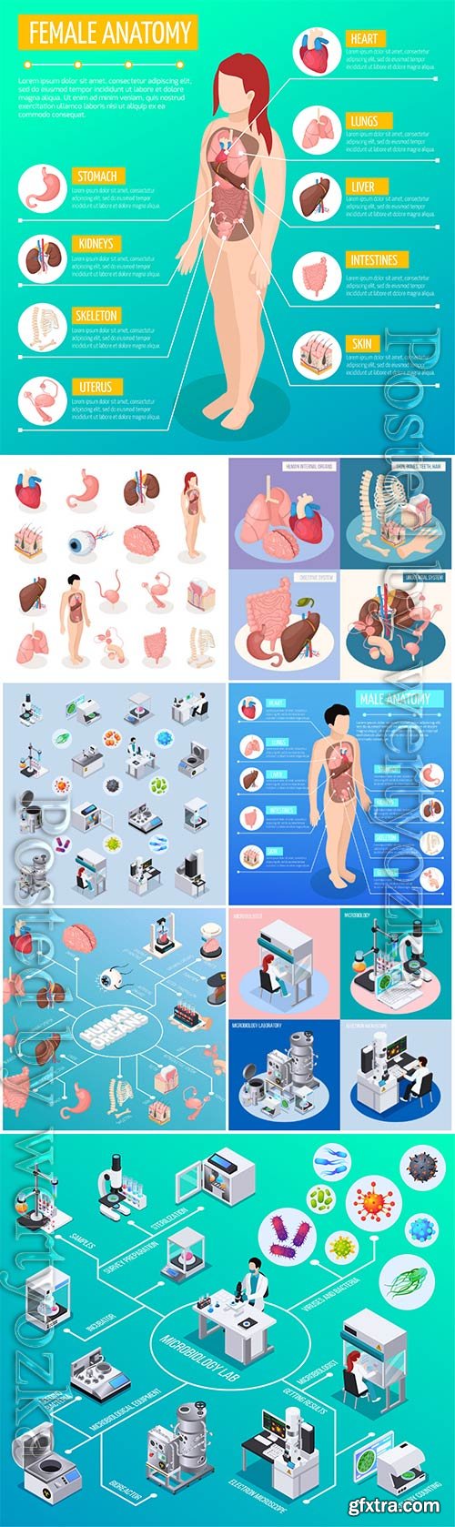 Isometric icons of human organs, medicine