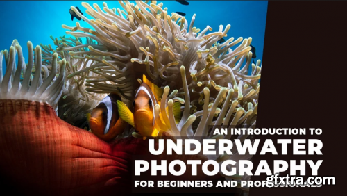  An Introduction to Underwater Photography for Beginners and Professionals