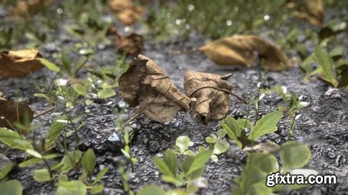 Leaves on the Ground