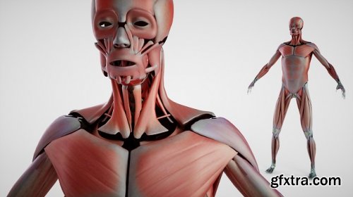 DOSCH 3D - Human Anatomy