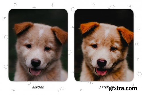 CreativeMarket - Faithful Friend - Lightroom Presets 5227534