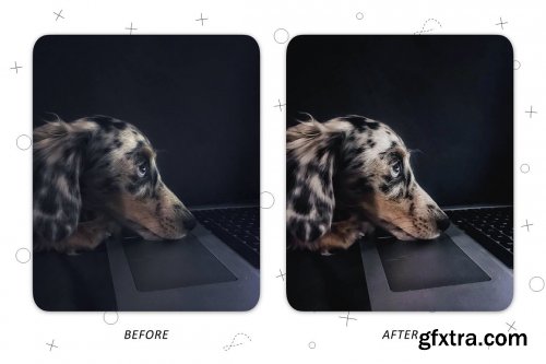 CreativeMarket - Faithful Friend - Lightroom Presets 5227534