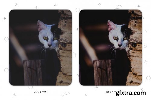 CreativeMarket - Faithful Friend - Lightroom Presets 5227534