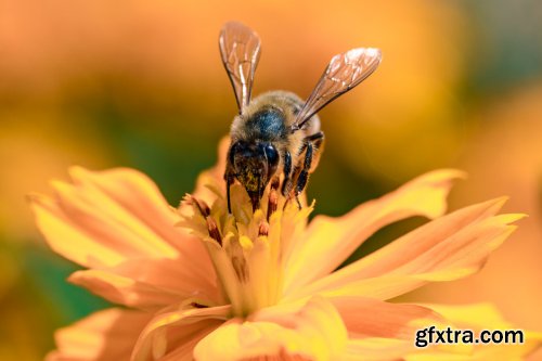 Expert Photography - Macro Magic with Joshua Dunlop