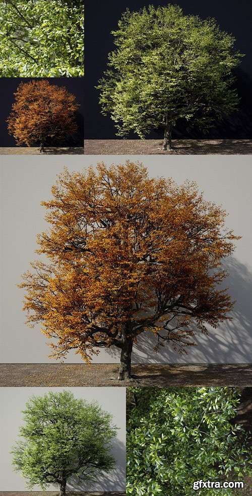 A Tree In Green And Autumn Colours