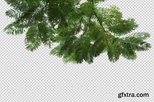 Tropical tree leaves and branch foreground