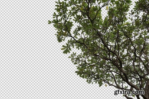 Tropical tree leaves and branch foreground