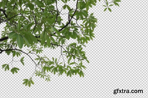 Tropical tree leaves and branch foreground